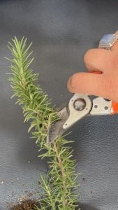 لوسیون گیاهی تقویت موی بانوان سینره